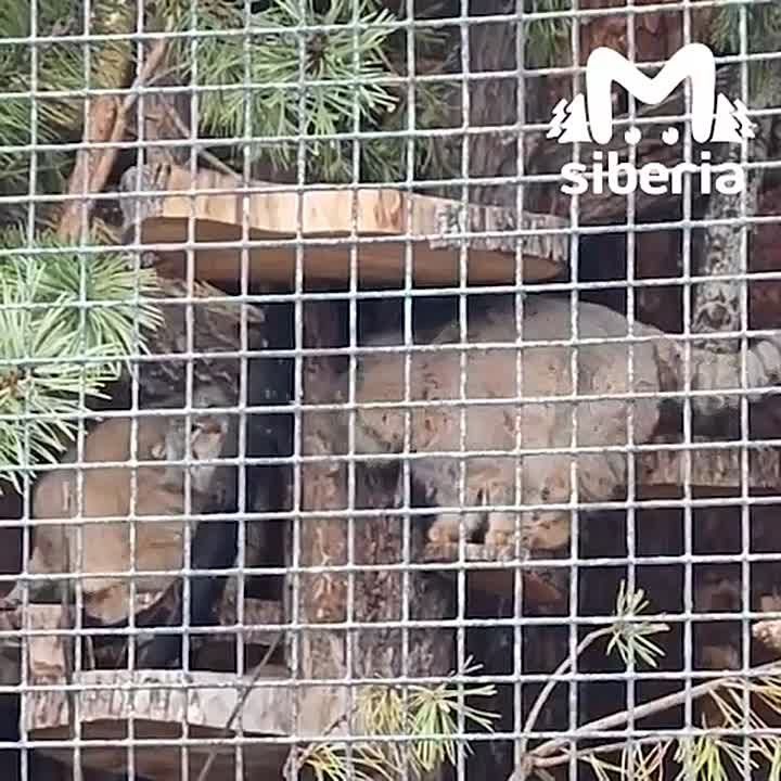 ����� ���� �� �������������� �������� ����������� � �����