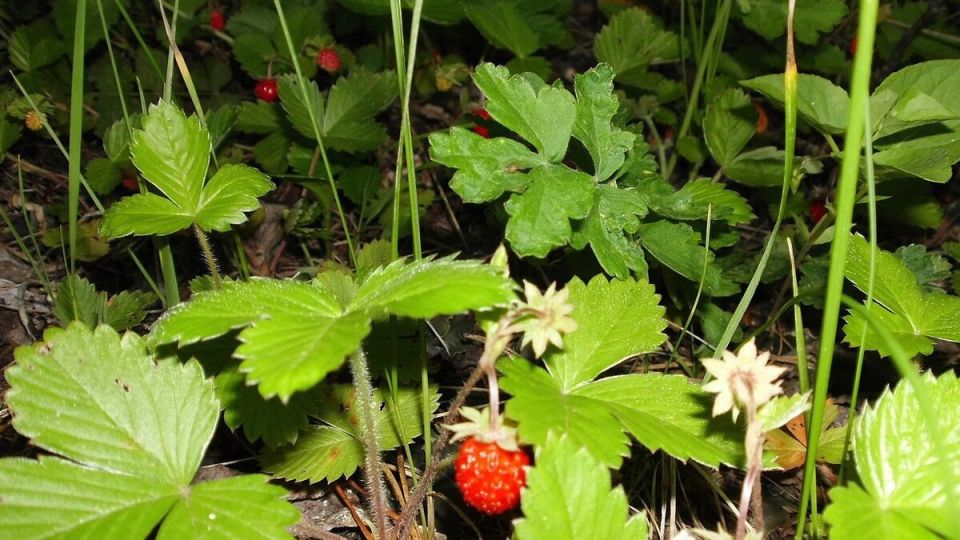 ��� ��������� ��������� �� �����: ��������� ����������� ��� ���������