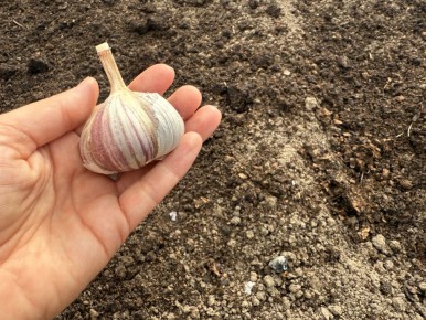 Как простая сода может преобразить ваш урожай чеснока