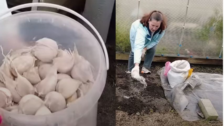 ��� ��������� �������� ������ ��� ������� �������: ������ � �������