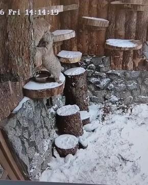 ������ �� � ���� ������� ����������� � ������������� ��������