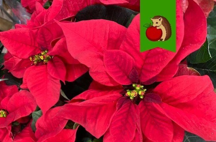 ��� ��������� �� ����������� ����� ��������: ������ ������� ���� ��� ������ ��������