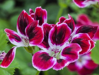 Как ускорить прорастание пеларгонии: советы для успешного цветовода