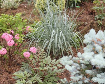 Колосняк песчаный: как превратить агрессивного злака в украшение сада