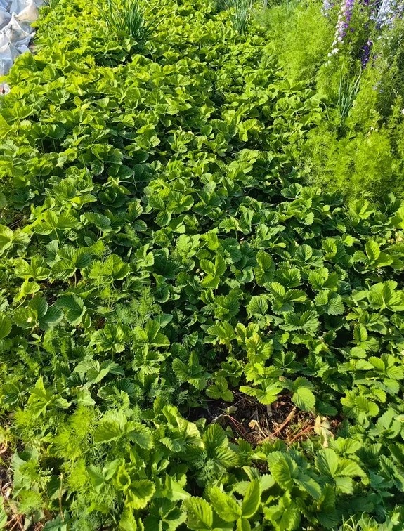 Как подготовить клубнику к зиме: секреты заботливого садовода