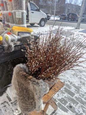 Ну всё, весна! Вербу продают на улице в Барнауле