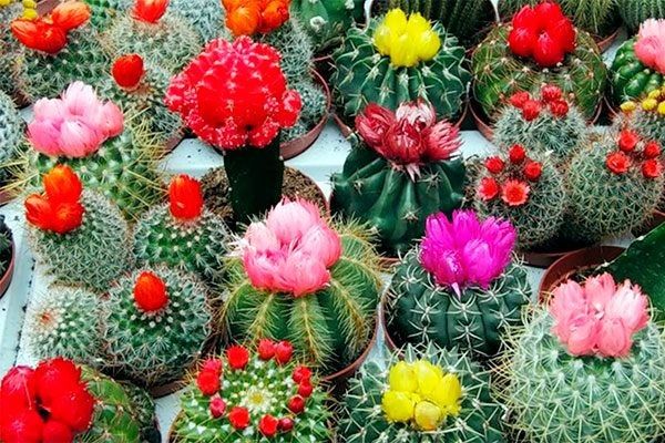 �������� �������: ������������ ������� ��� ������ ���������