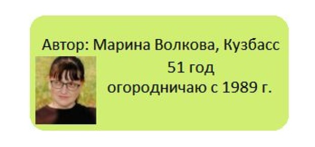 Как мангольд может разнообразить ваш стол