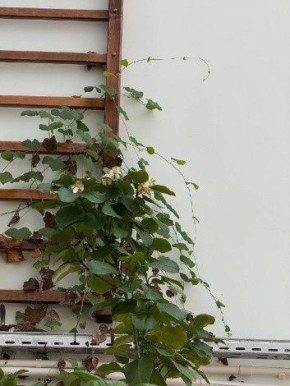 В школе Малоярославца распустилось помело