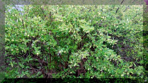 Жимолость: что нужно знать садоводам для успешного выращивания