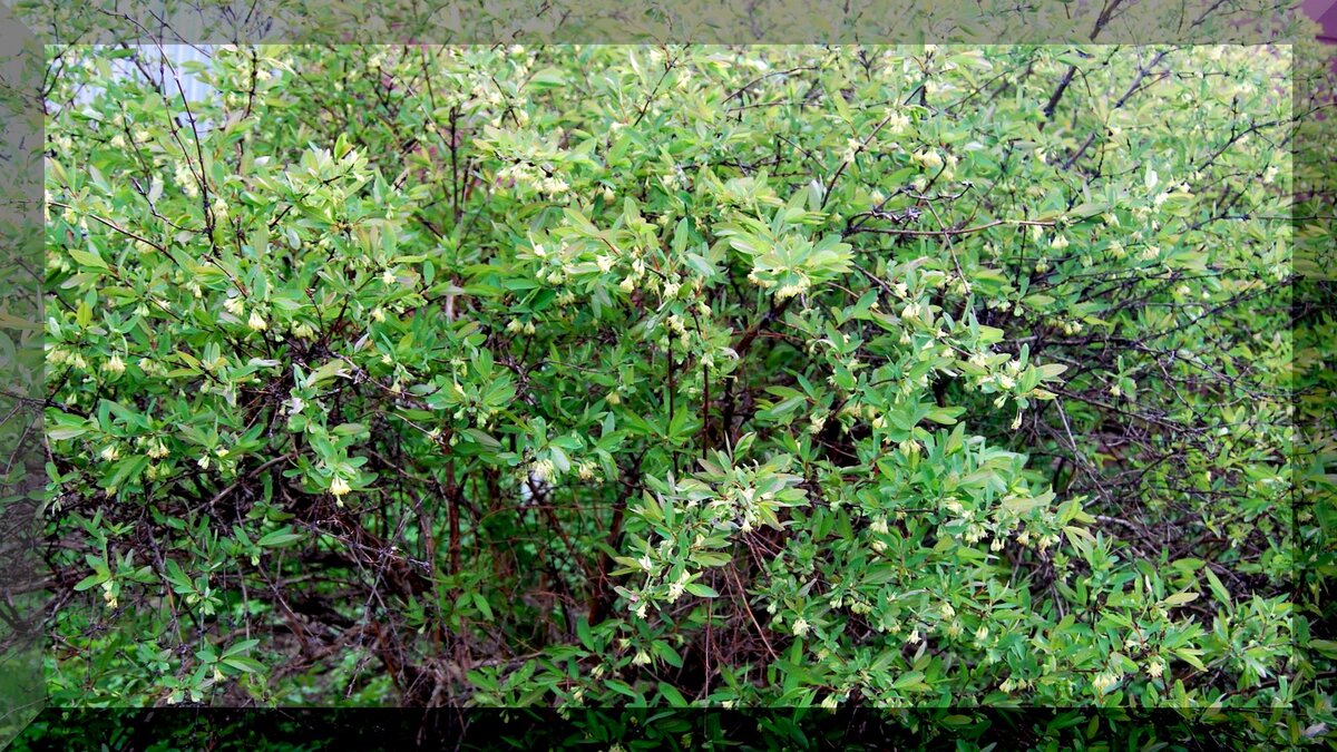 Жимолость: что нужно знать садоводам для успешного выращивания