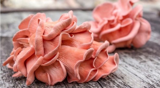 На Урале начали выращивать вешенки необычного розового цвета