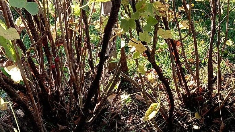 ������� �������� ������� ���������: ��� ��������� ���������� �����