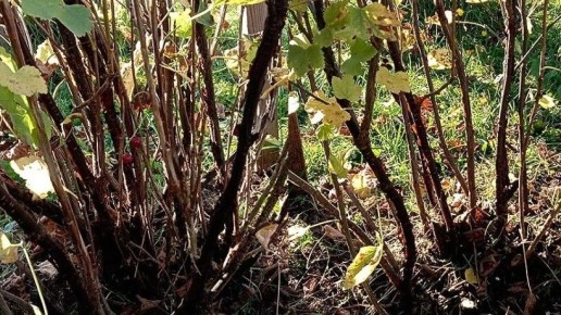 ������� �������� ������� ���������: ��� ��������� ���������� �����