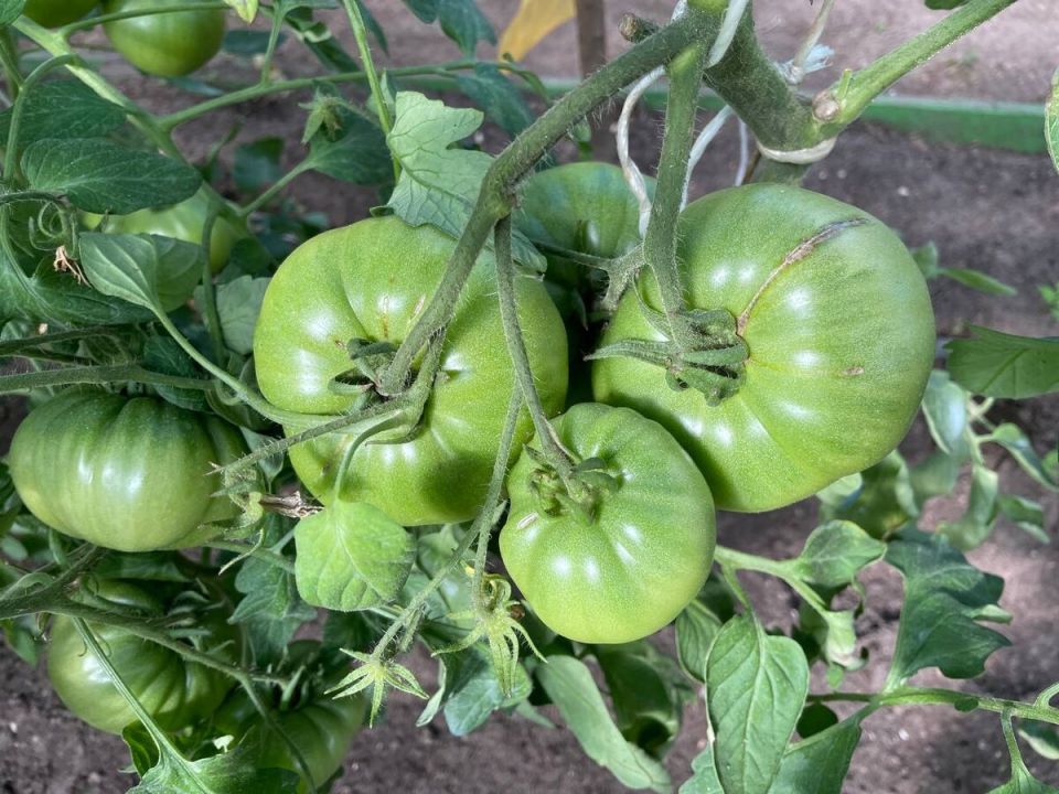 ��� ��������� ������������� ������ � ����: ������ ��� ��������