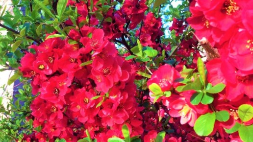 ������������� ����������, ������� ������ ��� ��� ��������