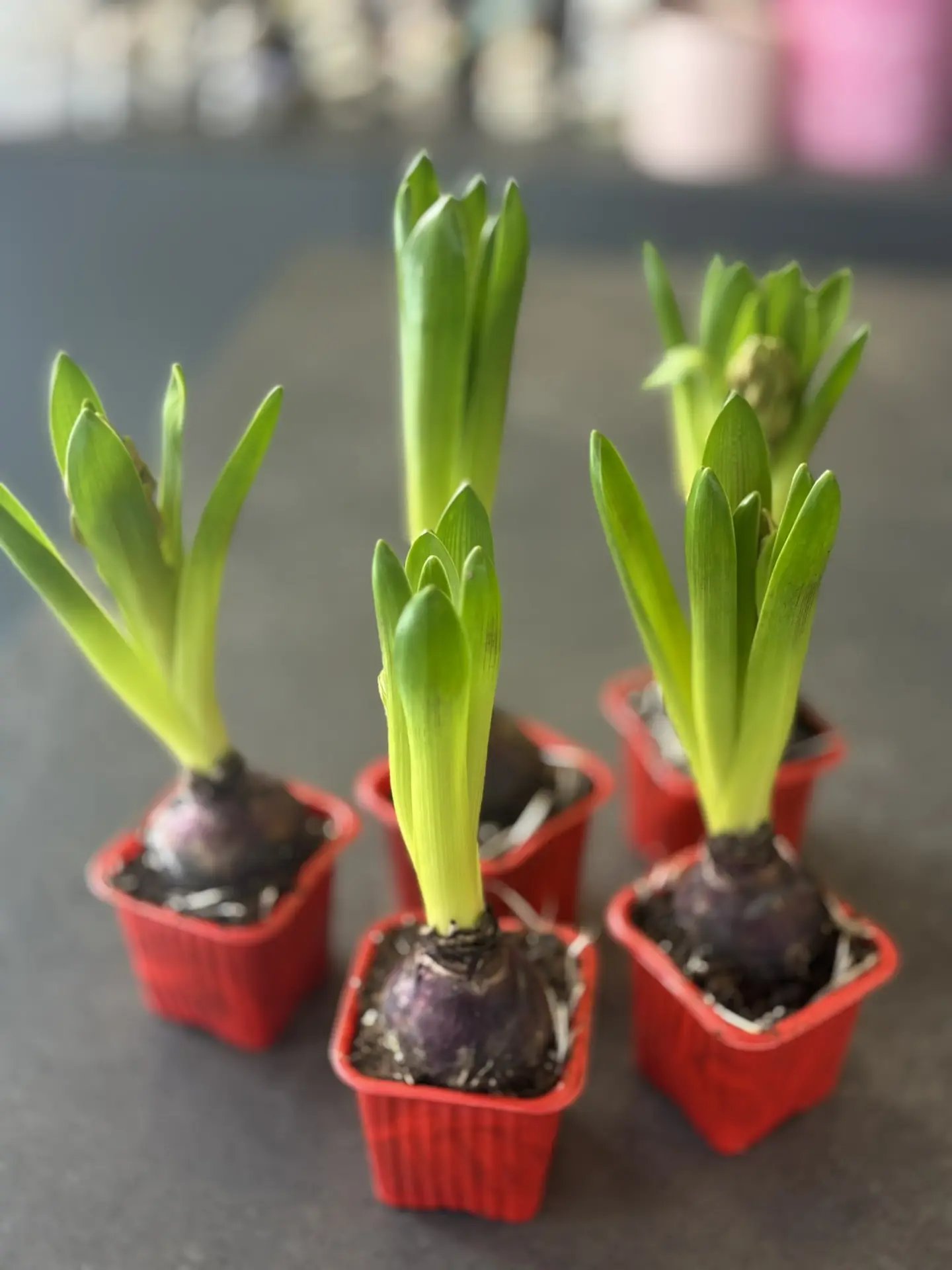 Цветочные магазины в Алтайском крае вовсю готовятся к 8 Марта Цветочные магазины в Алтайском крае вовсю готовятся к 8 Марта