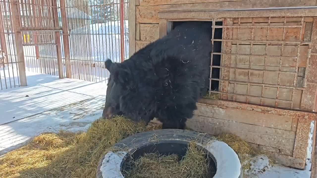 Хозяйственную медведицу Дашеньку показали в барнаульском зоопарке