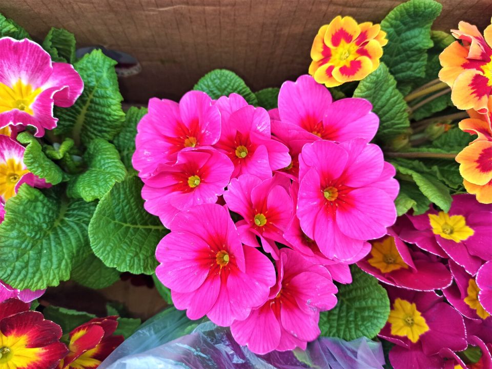 ����������� ���� �� �����: ��� ��������� ������� ������ ������