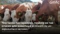 В начале 2026 года в нескольких селах Алтая зафиксировали вспышки пастереллеза среди животных