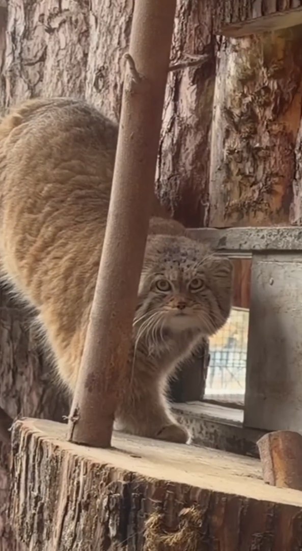 Манул Пепе из Барнаула познакомилась со своим женихом в Санкт-Петербурге Манул Пепе из Барнаула познакомилась со своим женихом в Санкт-Петербурге