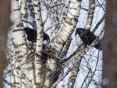 � ������� �������� �������� ����