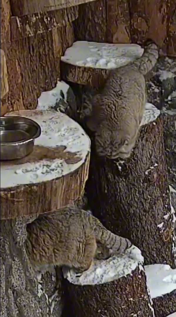 Манул Пепе из Барнаула познакомилась со своим женихом в Санкт-Петербурге Манул Пепе из Барнаула познакомилась со своим женихом в Санкт-Петербурге