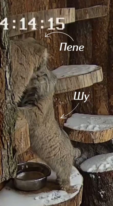 ����� ���� ���������� ������������� ������� ������� ������-����������