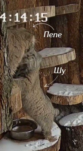 ����� ���� ���������� ������������� ������� ������� ������-����������