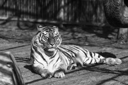 � ������������ �������� ���������� ������� ������