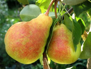 ����� �� ������������ �������: ��� ����� ���� ��� ������ ����