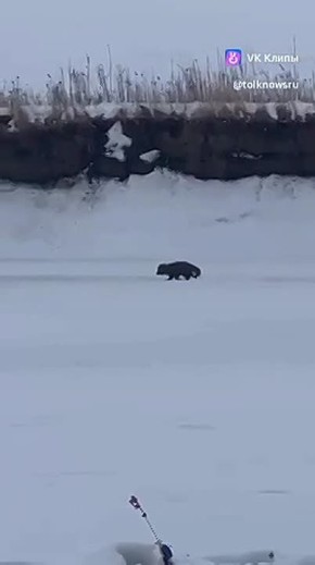 ������ ����-����������� ������ ����������� ���������� ����� ��������