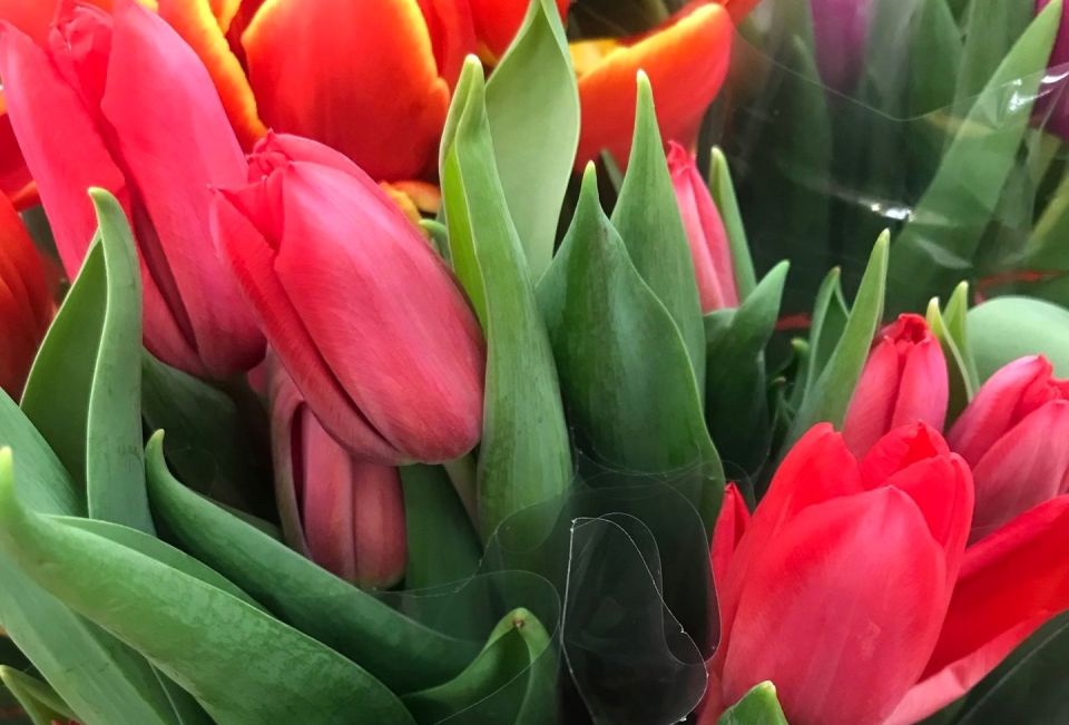 ������� ��������� ���������� ��������� ���������