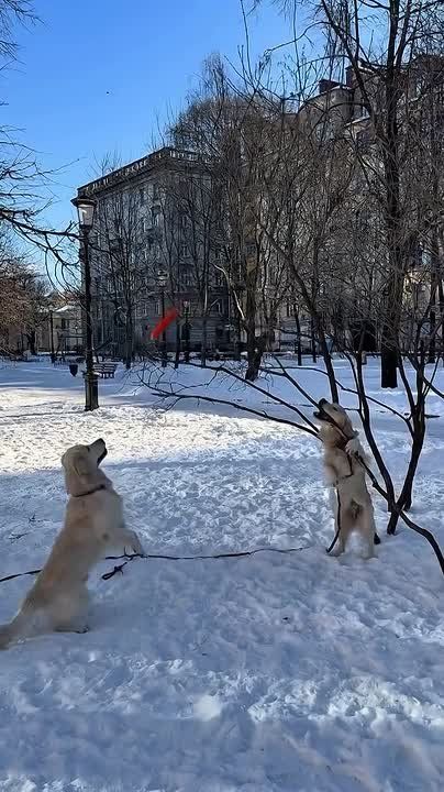 ������ ����, ��������� ����!�