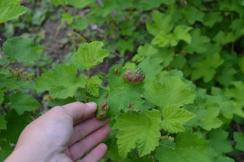 Как справиться с галловой тлёй на смородине: советы весной