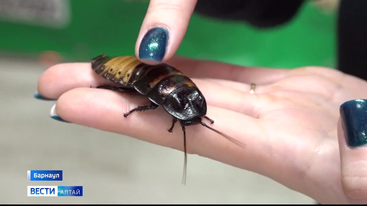 Сегодня во многих странах мира отмечают День домашних насекомых