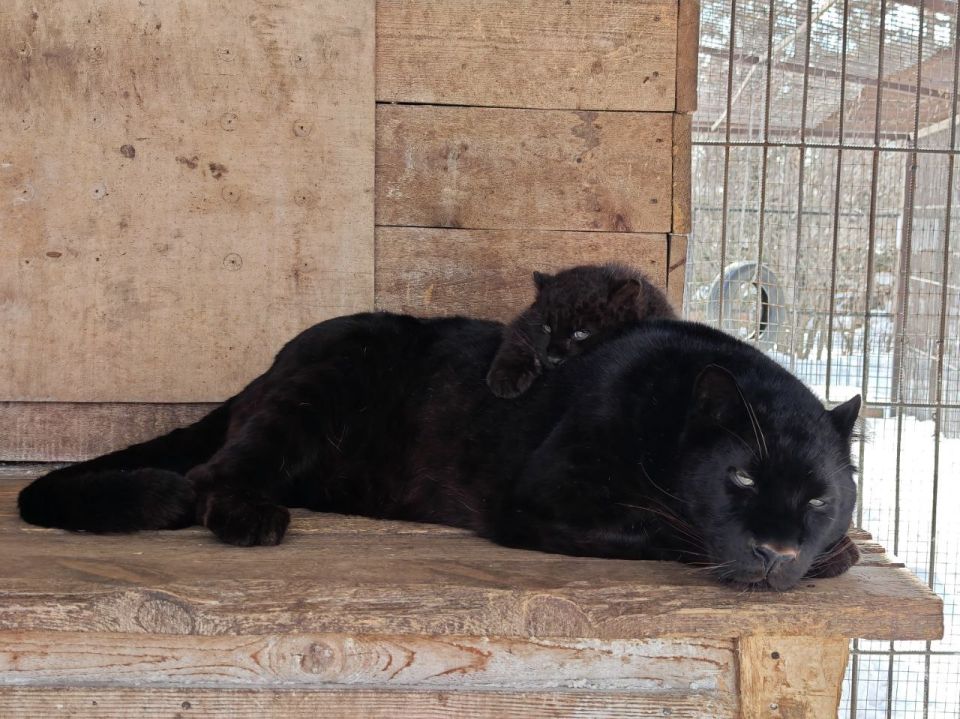 ���� �����, ���� ����� ��� ��� ������