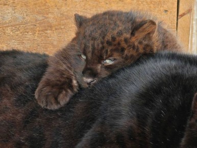 ����� �������. ������������ ������� ������� ���������� ��������� - ���� ������� � �������