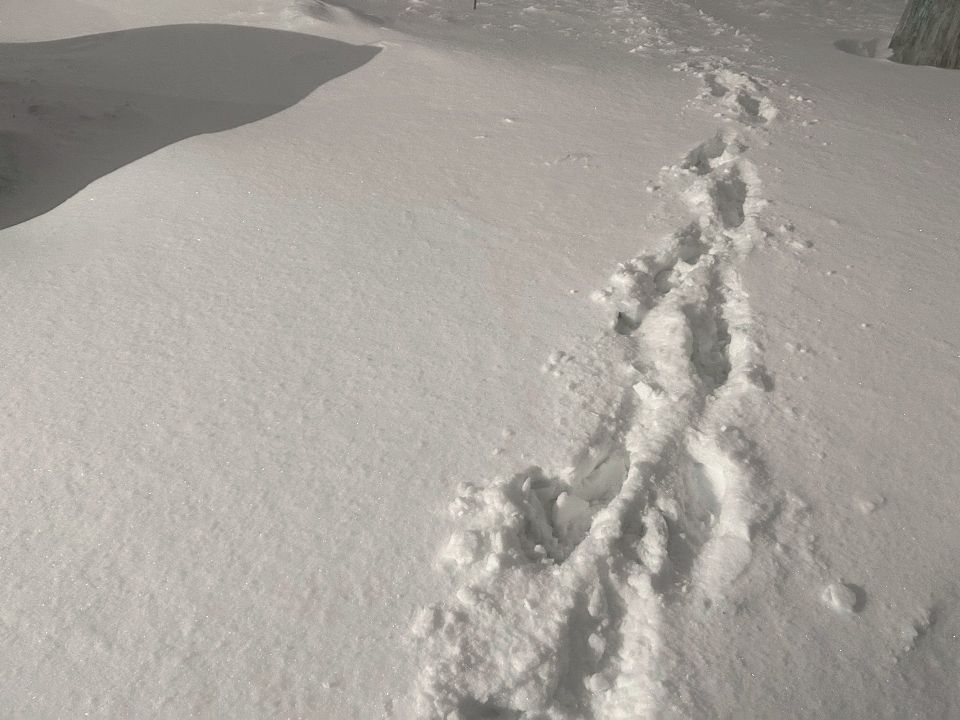 ���������� �������������� ����� �������� ���������� ����