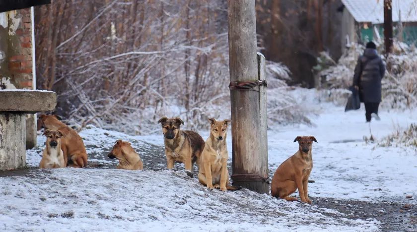 � ������ ������������ ��������, ��� ������ � ��������