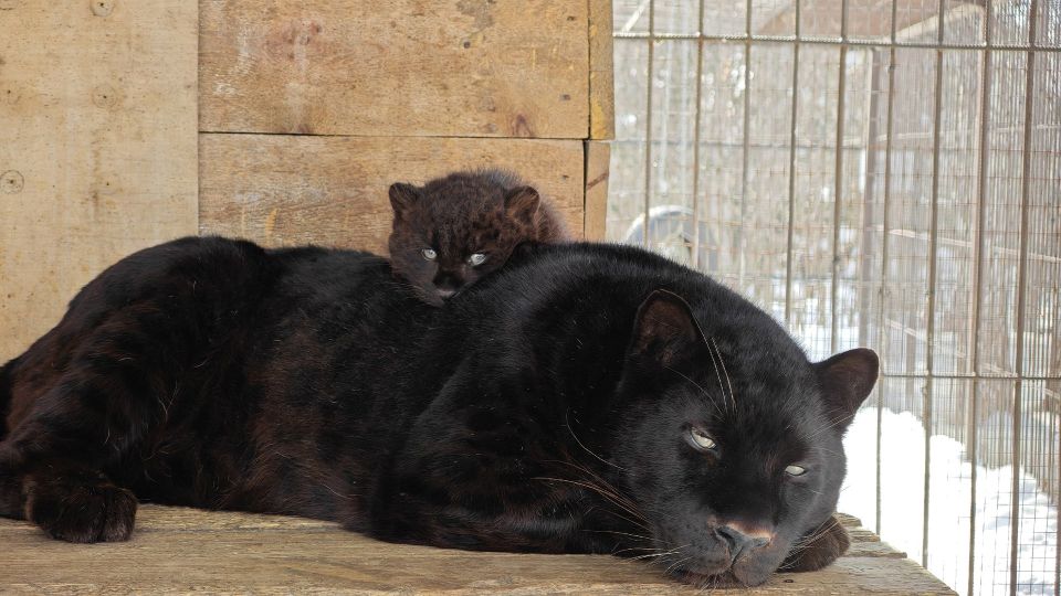 �������� ����������: ����� �������� ��������� ������� ��������� ������������� ��������