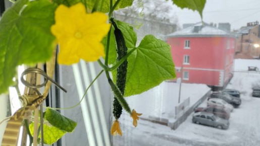 �������� �� ������, ����� ���-���� ������