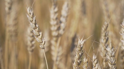 ������ �������� ��������� ��� ������������ ���� ��������� 80���� ��������