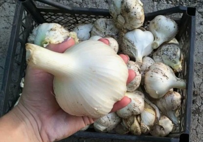 ��� ��������� ������ �������� � �����: ������ �� �������� �������