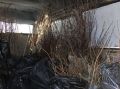 43,5 тысяч саженцев из Киргизии не пустили в Алтайский край