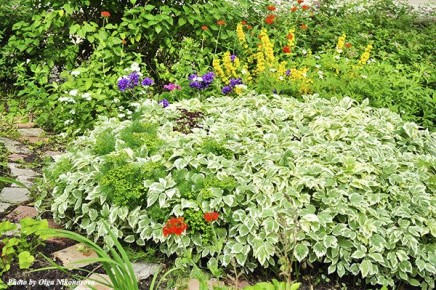 ������� �������� �����������: ������������ � ����� ���������� ��� ������ ����