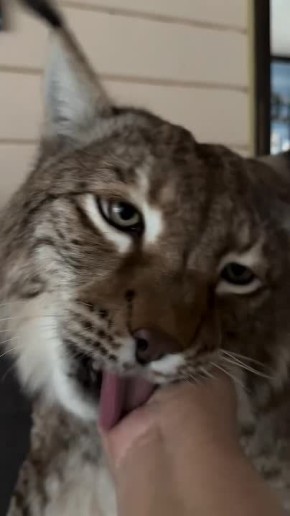 Доброе утро, Алтайский край!