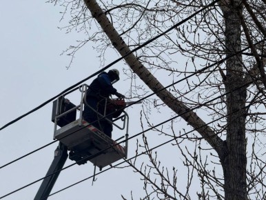 В Барнауле запланирован снос 302 аварийных деревьев