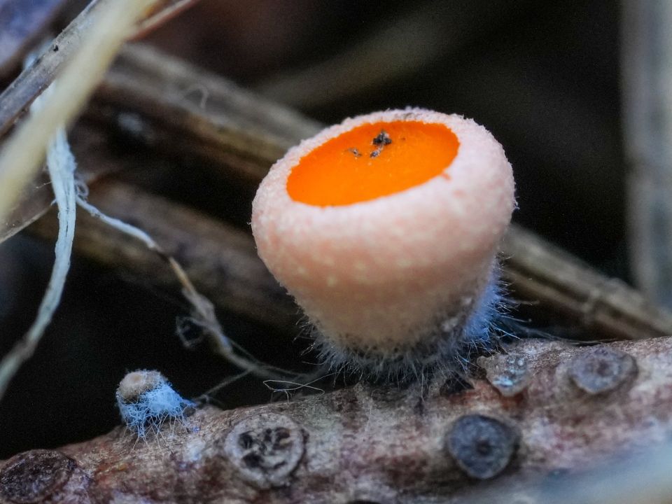 Алтайском заповеднике заметили первые весенние грибы