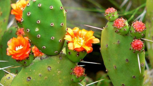 Искусство размножения кактусов: от черенков до семян